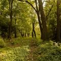 Forêts et arbres