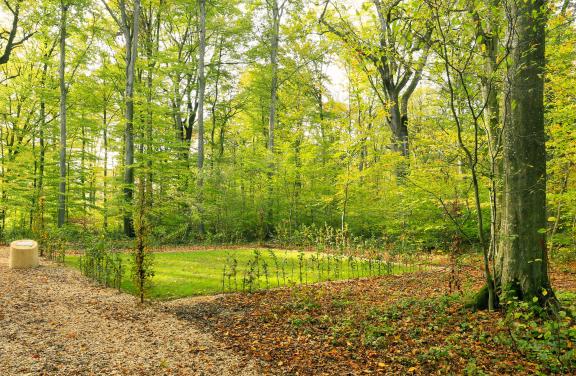 Bëschkierfecht Hennebësch | Cimetière en forêt Hennebësch