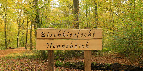 Bëschkierfecht Hennebësch | Cimetière en forêt Hennebësch