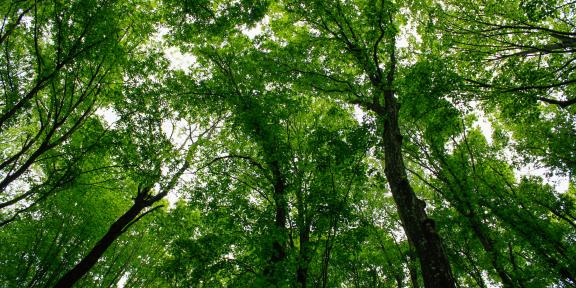 Arbres 